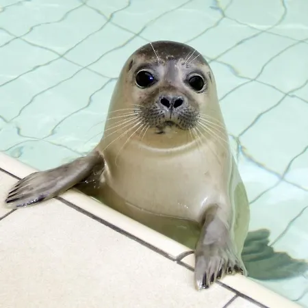 In De Koog With Sauna And Garden Westermient